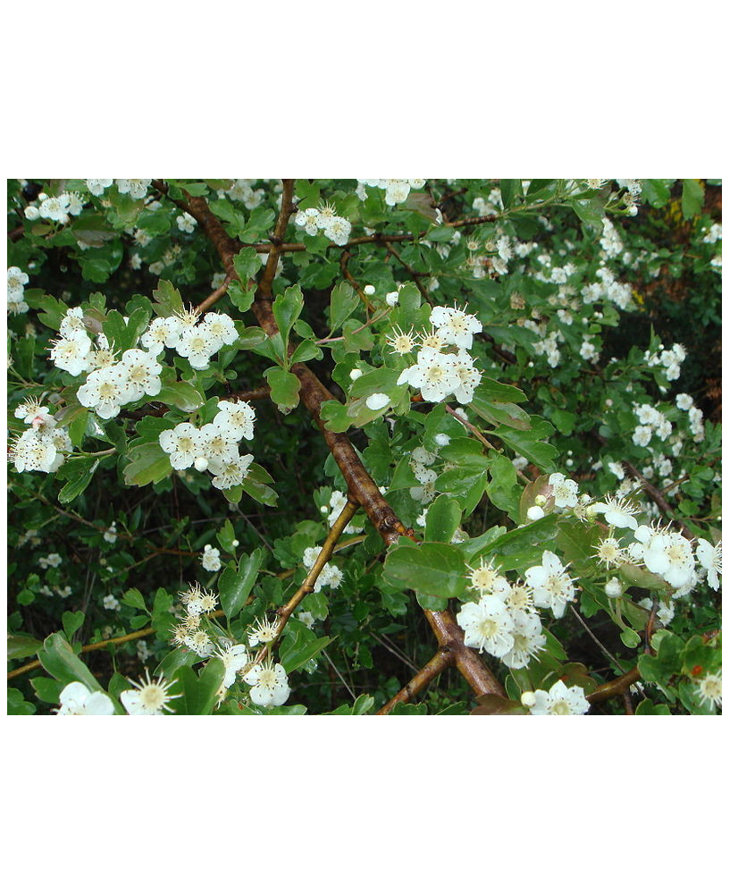 Espino blanco