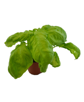 Albahaca hoja muy ancha pesto