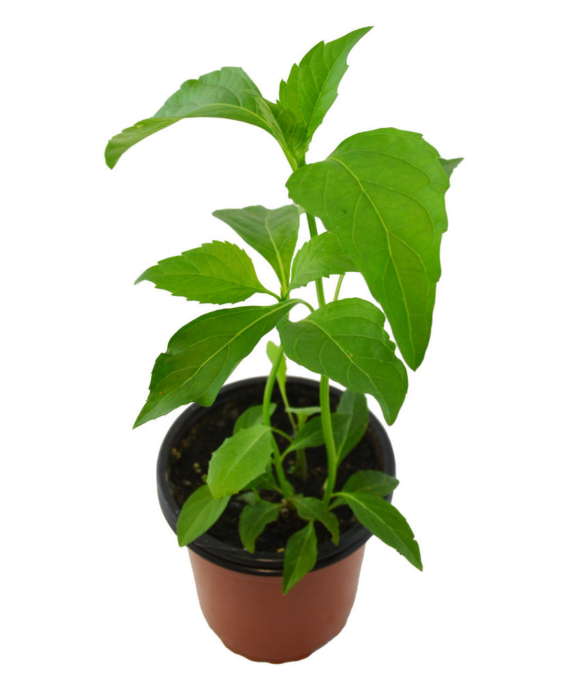 Albahaca pimiento verde