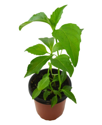 Albahaca pimiento verde