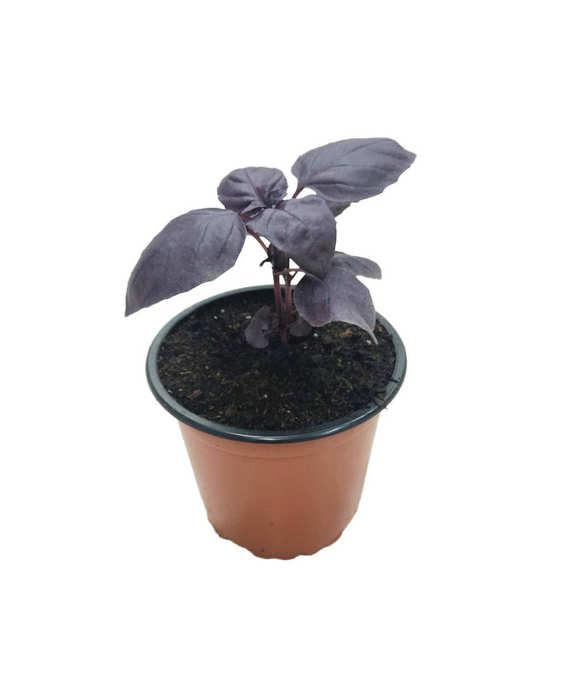 Albahaca roja pesto