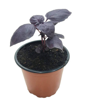 Albahaca roja pesto