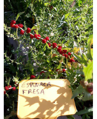 Espinaca hace fresas