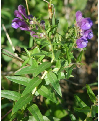 Escutelaria