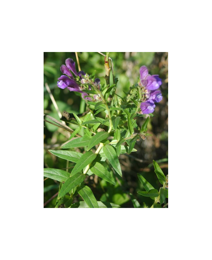 Escutelaria