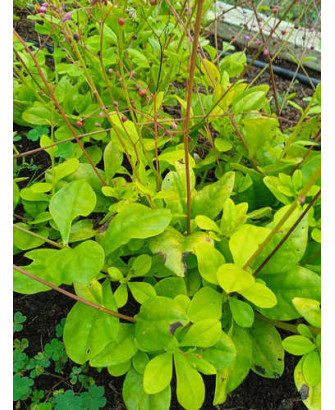 Espinaca de Filipinas