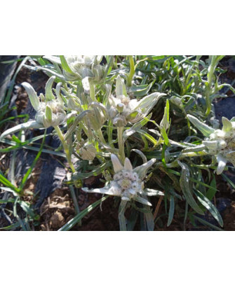 Edelweiss