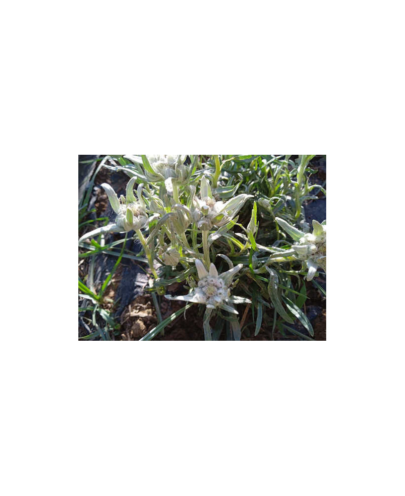 Edelweiss