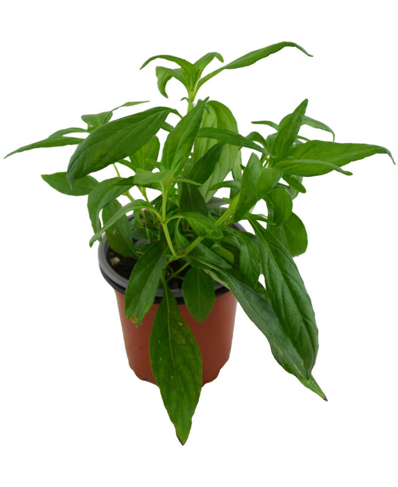 Andrographis