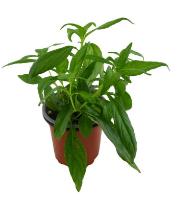 Andrographis