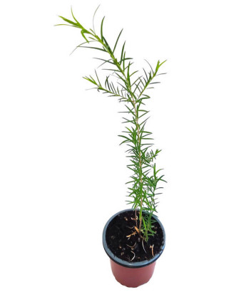 Árbol del té hoja estrecha