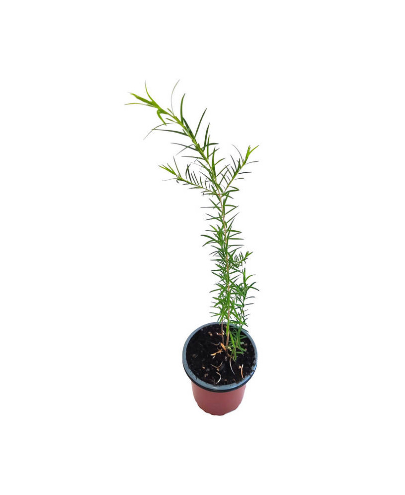 Árbol del té hoja estrecha