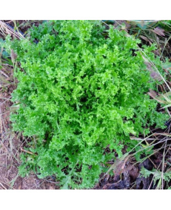Escarola perruqueta