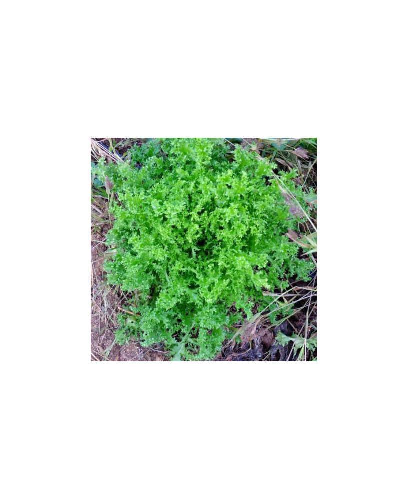 Escarola perruqueta