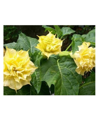 Floripondio amarillo