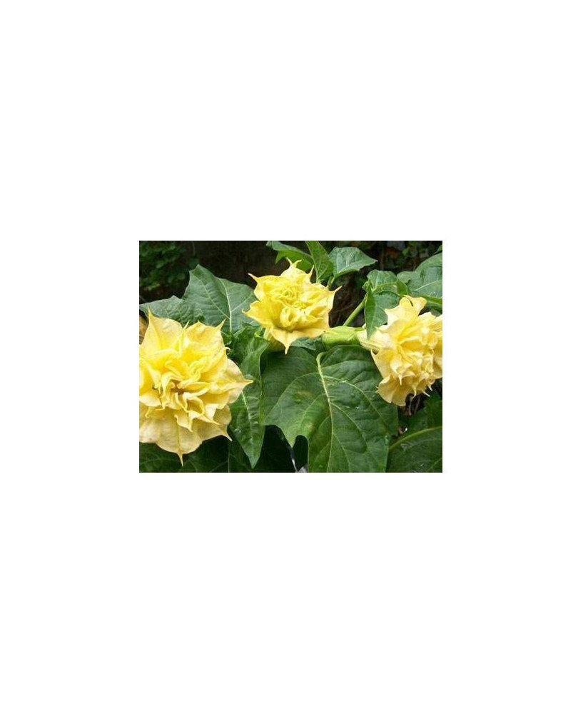 Floripondio amarillo