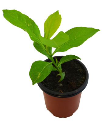 Baobab