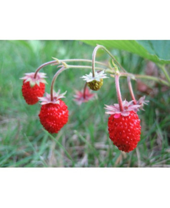 Fresa del bosque