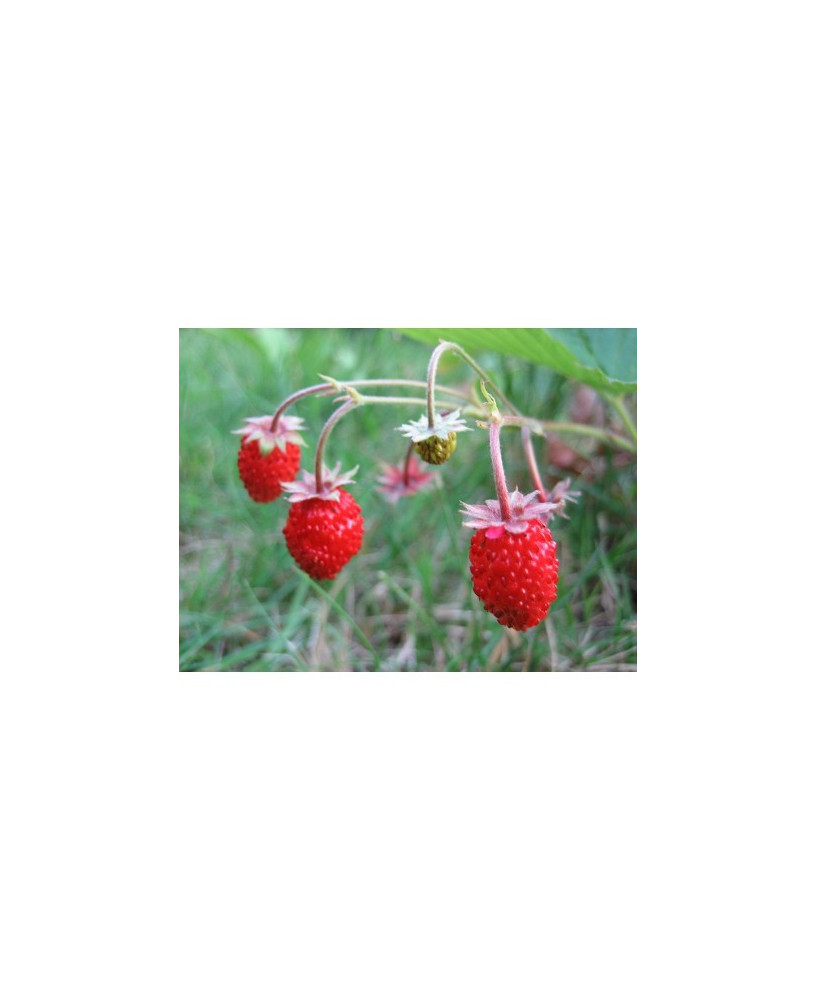 Fresa del bosque