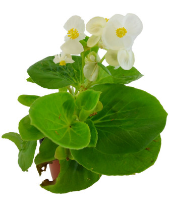 Begonia blanca hoja verde