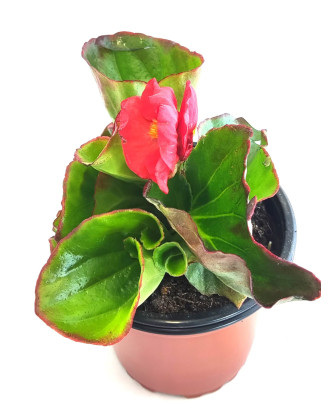 Begonia roja hoja verde