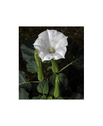 Floripondio blanco
