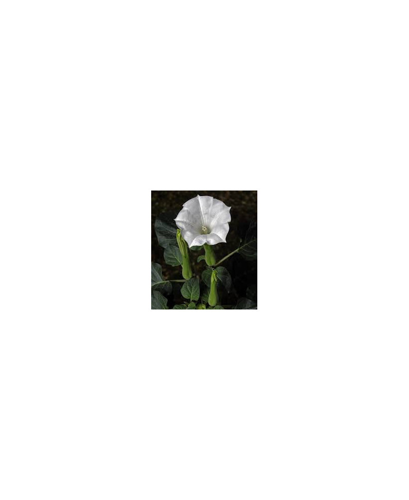 Floripondio blanco