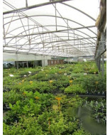 Plantas