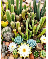 Cactus y crasas