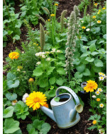 Plantas que curan plantas