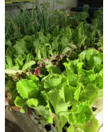 Hortícolas